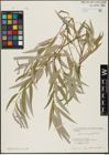 Foto von Salix acmophylla Boiss.